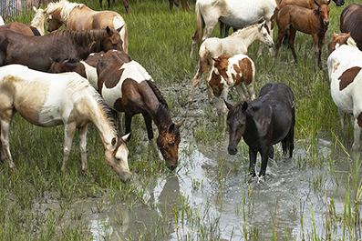 Chincoteague Wild Ponies : Personal Photo Projects : Photos : Richard Moore : Photographer